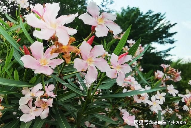 广州这湖边马路，种着整株有毒的花儿，正美丽绽放，赏花要注意了