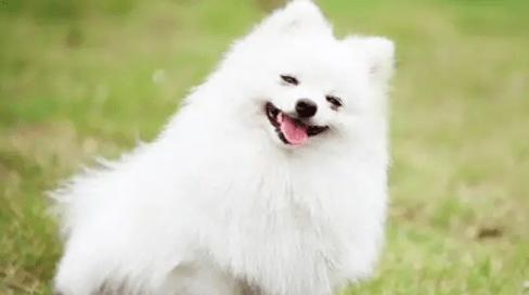 夏季养狗须知 狗狗容易患的6种疾病 铲屎官们一定要注意 治疗 症状 髋关节