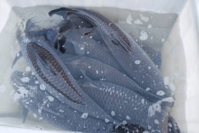 四大家鱼之首的青鱼 为何会被称为 索命鱼 它有啥可怕之处 养殖 白鲢鱼 草鱼