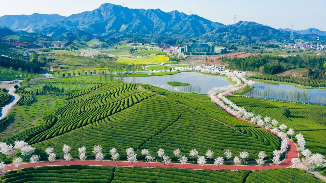 金华这里的茶园美上央视小城山水茶园风光让人难忘