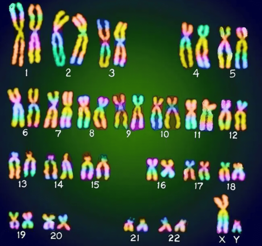 人体携带22对常染色体和1对性染色体有一些基因由于在男性遗传中表现