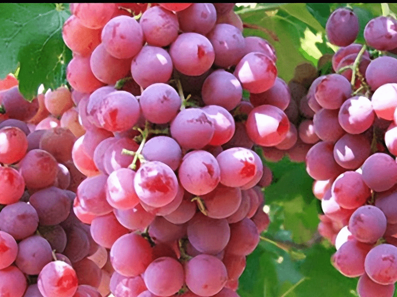 农技学习 红富士葡萄的主要品种特性及栽培技术 果实 果穗 进行