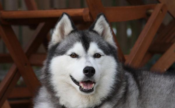 哈士奇体力和体型都很不错 为什么不能作为警犬 训练 好奇心 战斗