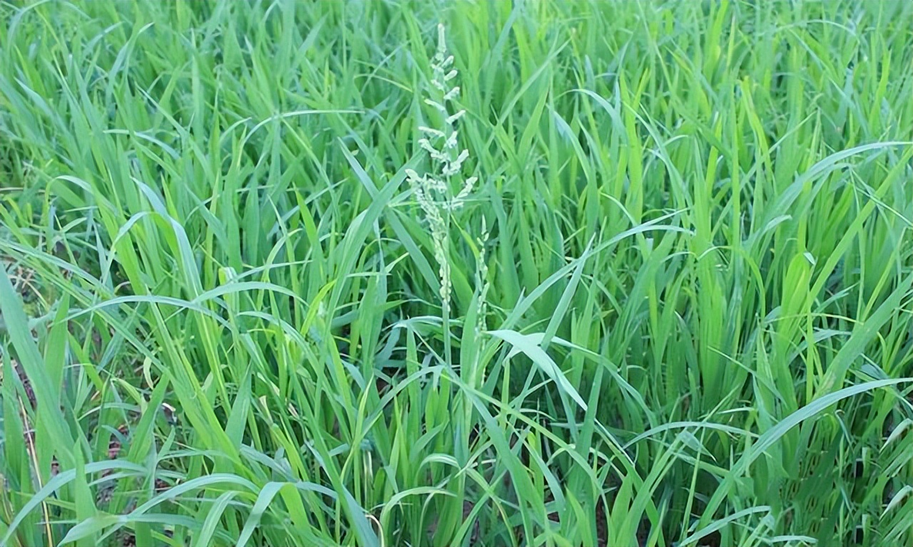 水稻田里的稗草什么时候除最好?