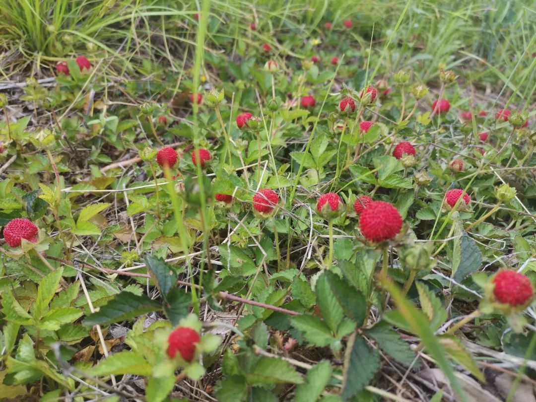 原创这种野草莓小时候大人说蛇爬过有毒真的吗估计你也被骗过