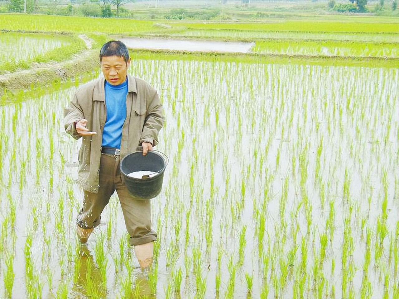 氮肥_水稻_產量