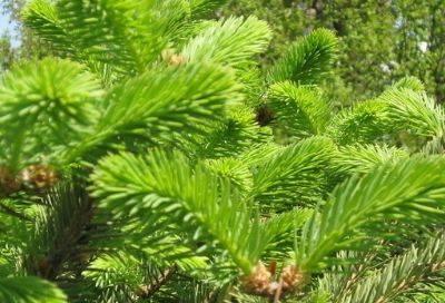 原创喝松针泡水对人体有什么好处