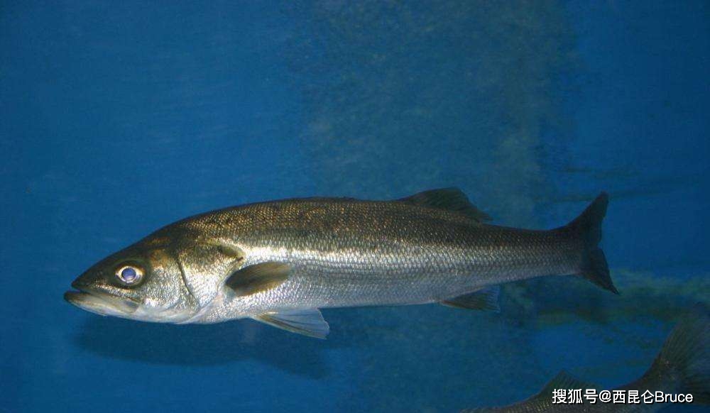 两条仅15元广东一超市售卖仰泳鲈鱼一本正经忽悠却获点赞