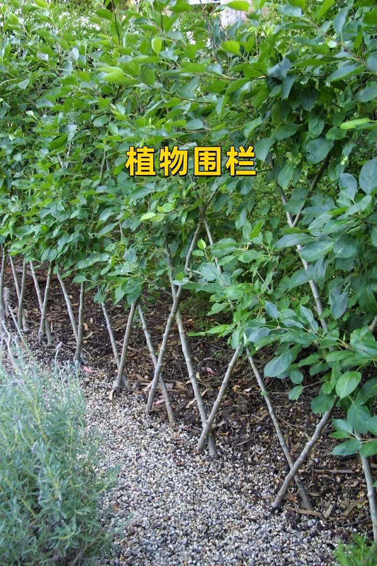 花园选对围栏颜值至少翻一倍这5种一见倾心恨不得照搬回去