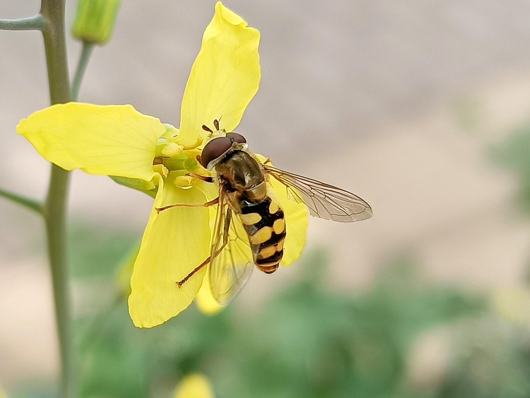 千元机里的拍照“显微镜”:荣耀play5活力版评测