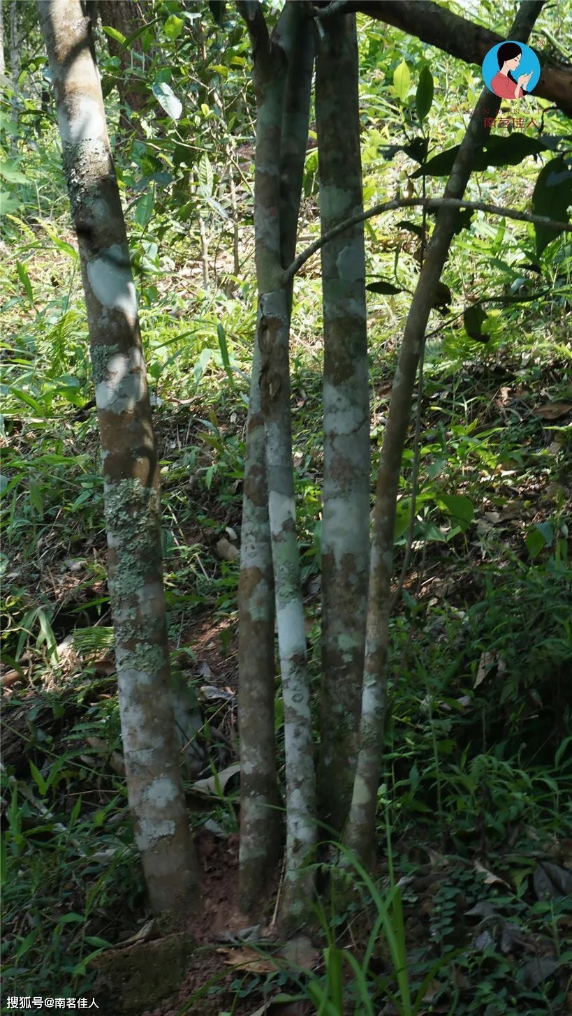 曼松茶产量这么少,为何市场上到处都是?_古树茶_市面上_树龄