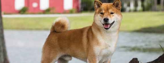 柴犬性格怎么样 新手第一次养柴犬可以养好吗 日本 青睐 独立