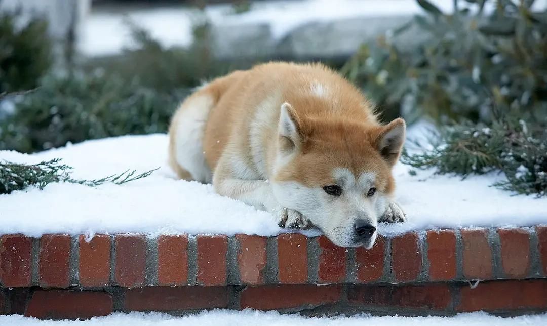 《忠犬八公的故事》八公用自己的一生去等待一个不会再出现的人_涩谷_