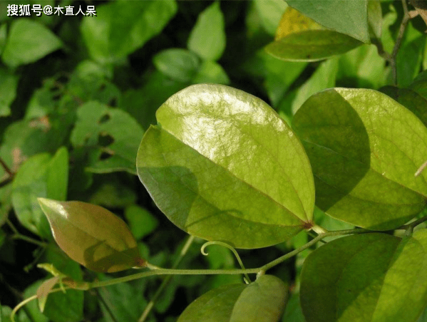 科属:菝契科菝契属别名:金刚藤,金刚头,金刚刺,鲎壳刺,鲎壳藤,狗骨仔