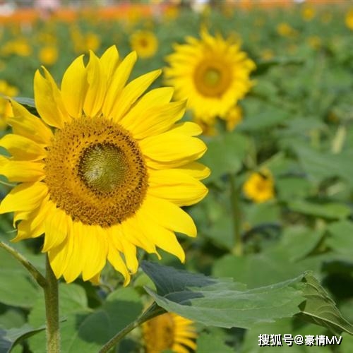 带来好运的向日葵头像金色努力生长的向日葵图片