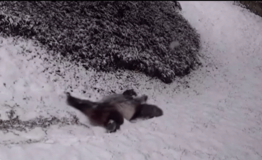 旅美大熊猫倒躺着滑下雪坡耍宝，网友：看着它们我的压力都没了