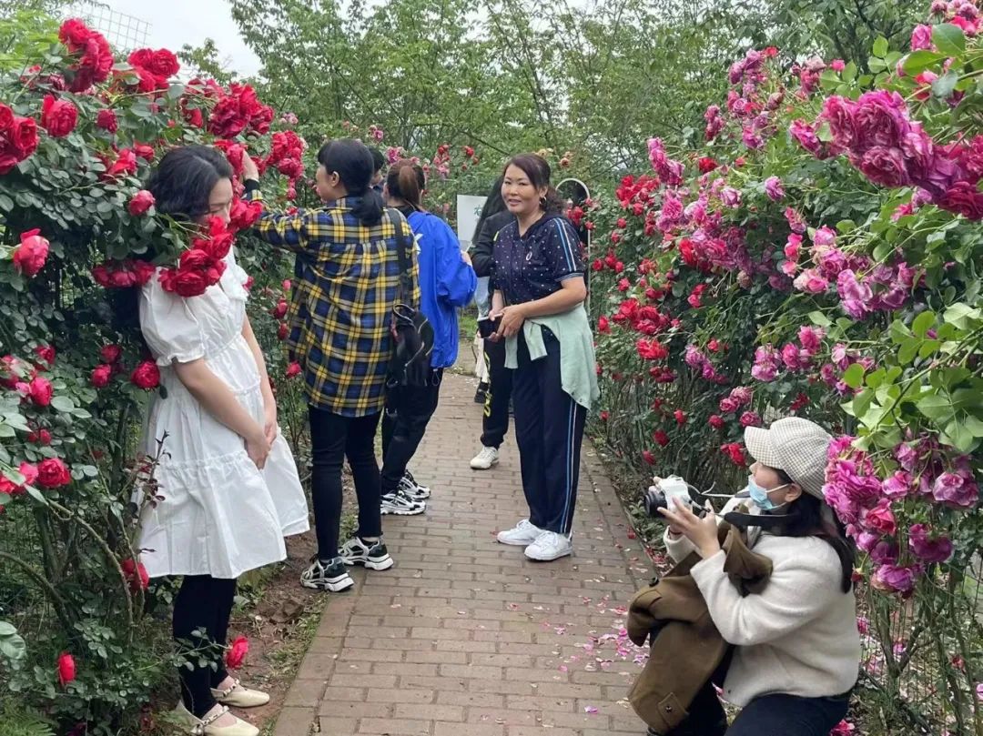 澜岭江花玫瑰园门票图片