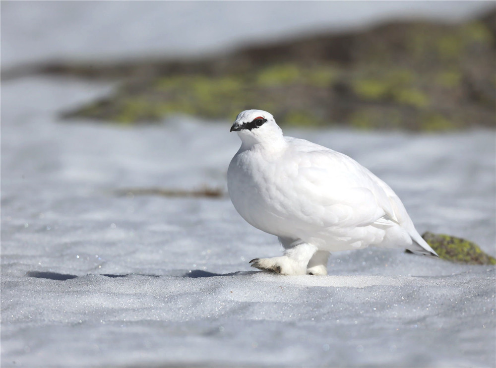 新疆阿尔泰山出现怪鸟,白天零下50℃觅食,晚上在雪地挖坑睡觉_雷鸟