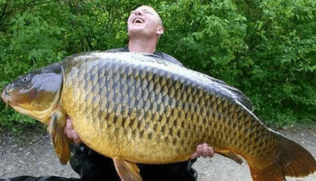 很开心人们发现美国水域中出现了越来越多的亚洲鲤鱼,而且体型还巨大