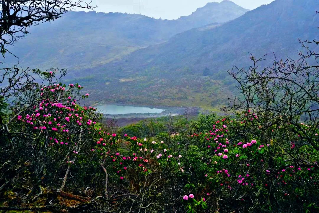 杜鹃花开宁蒗青龙海最是人间美景五月来