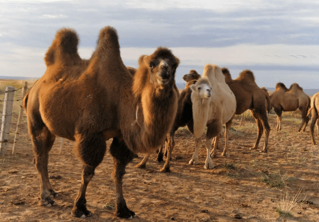 内蒙古腾合泰沙驼产业有限公司是国内最大的骆驼乳集中生产销售基地