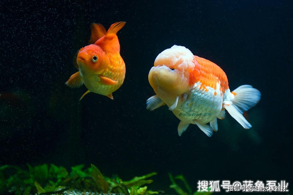 金鱼饲养方法之养兰寿鱼小知识 水槽 时候 其原因