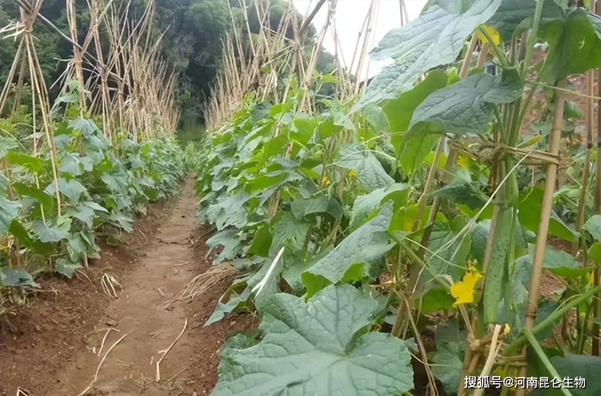 黃瓜線蟲病用什麼藥能治療種植黃瓜預防線蟲用什麼藥效果好什麼時候用