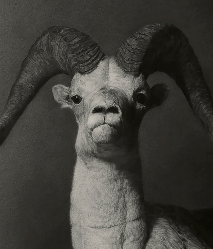 尚唯美艺术#美国画家安妮·罗宾逊,精湛细腻的木炭素描!