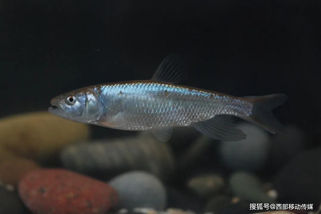 长江鱼种大全 稀有图片