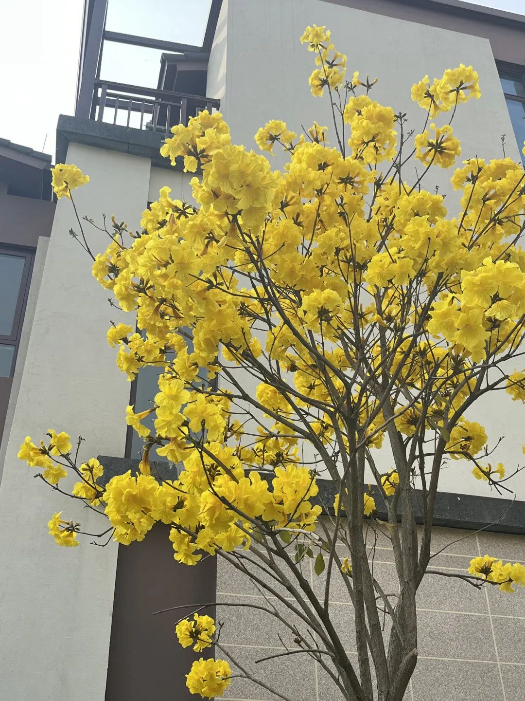 首頁廣州花都遠洋芙蓉墅別墅02官方網站02最新消息