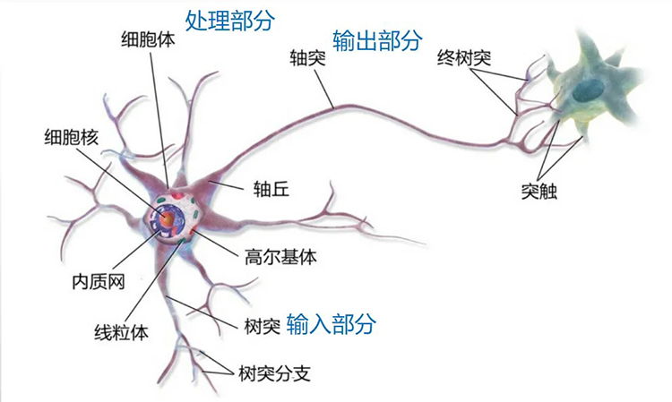 新发现的大脑学习机制改变神经学认知