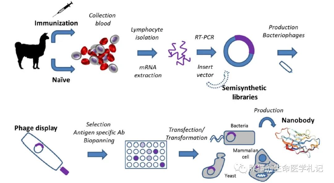什么是纳米抗体