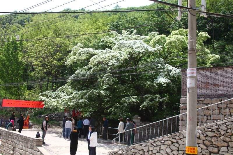 原创博山流苏花进入盛开季节满树白花如覆霜盖雪花开待君来