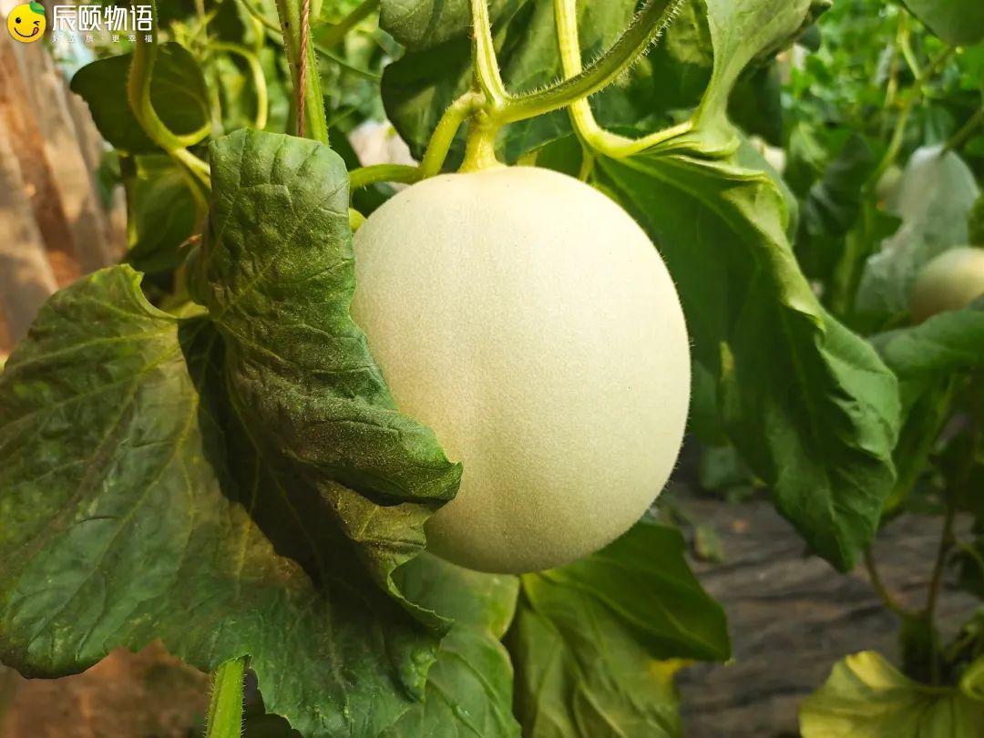 辰颐物语:长在藤蔓上的"冰淇淋"——玉菇甜瓜,甜满整个夏天!