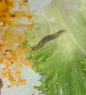 头发_蜗牛_生菜