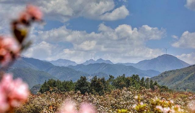 盐源县白乌镇卡拉坝村千亩索玛花竞相开放