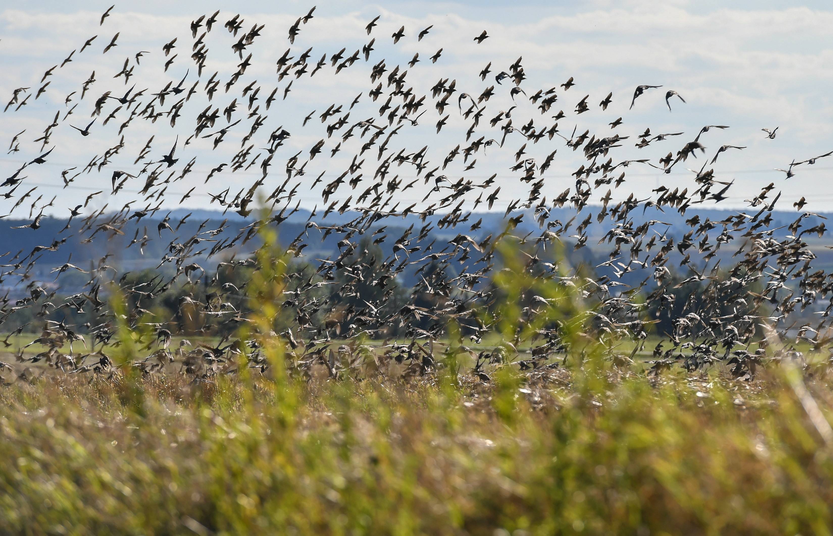 食物充足,可以满足雨燕的过冬需求,通过测算之后,雨燕一年的迁徙往返