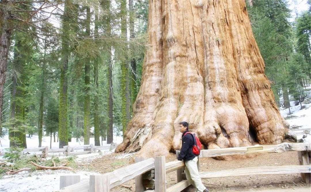 世界上最“大”的树：重2800吨，它诞生的时候，中国还在春秋战国