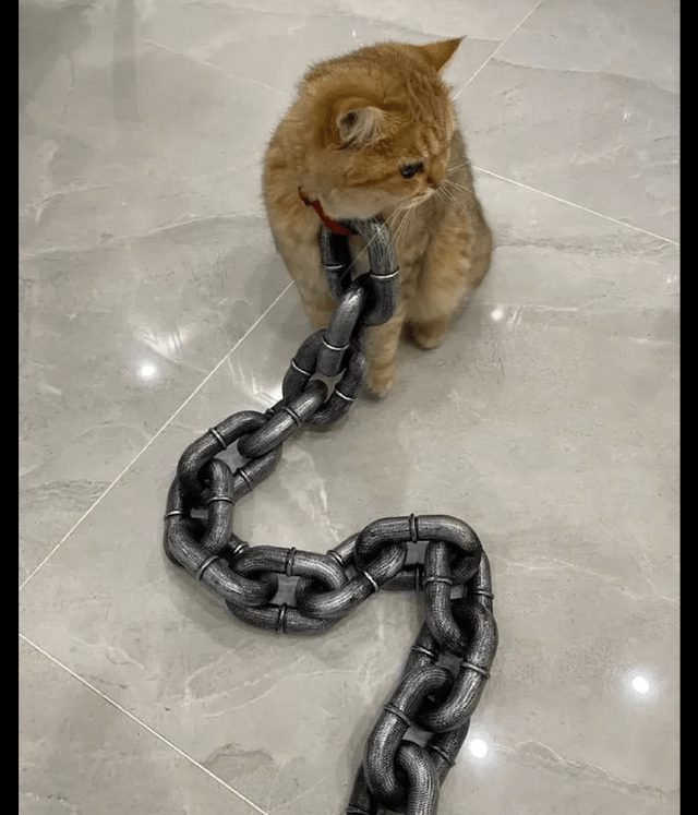 但是这只猫咪不仅是被系上了绳子,而且还是那种大锁链,看起来非常