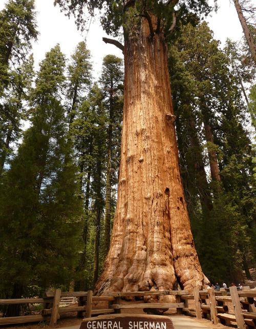 世界上最“大”的树：重2800吨，它诞生的时候，中国还在春秋战国
