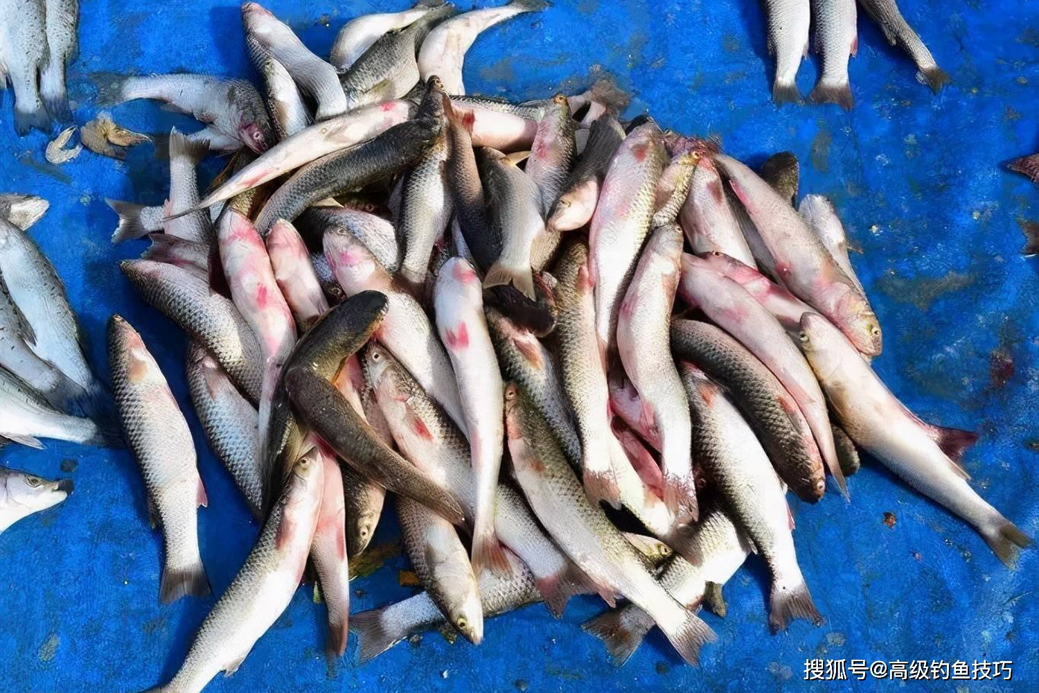 怎樣釣梭魚用什麼魚餌梭魚的習性和垂釣技巧