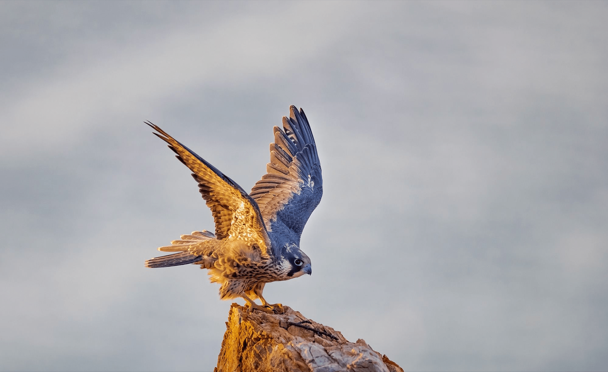 世界上飞得最快的鸟甚至比高铁还要快被誉为空中猎手