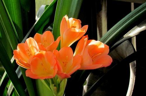 去年养花的旧土加点它 效果一点不比施肥差 养啥啥旺 土壤 花卉 果皮