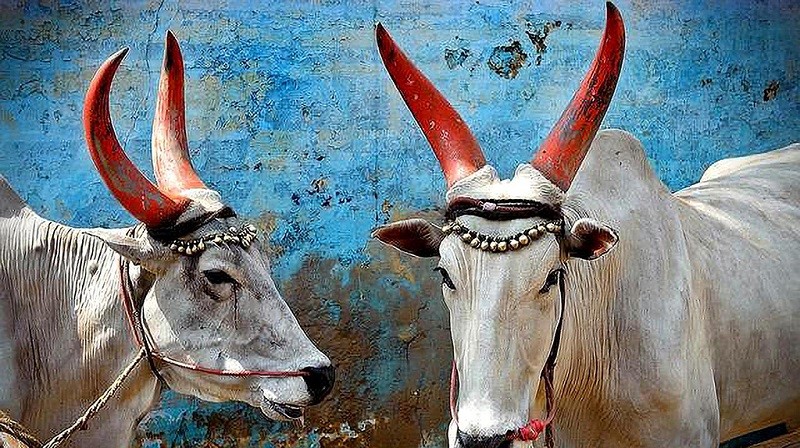 原创印度神牛苏丹身价高达24亿卢比配一次种5万凭什么这么贵