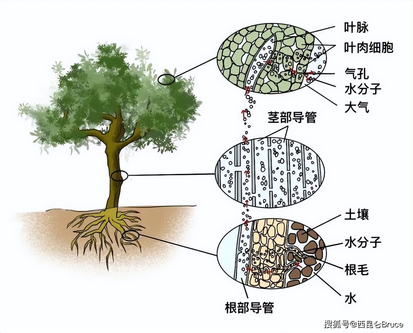 我们知道树木的养分全靠来自根系从地下获得,而木质部中有输导组织