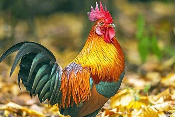 81年生肖龙女的感情运势(81年属龙男最佳婚配)