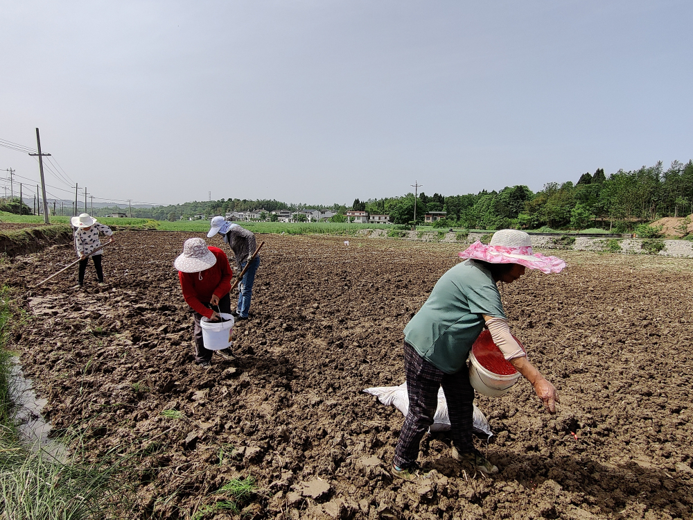 24萬斤免費豆種開播 4萬畝土地