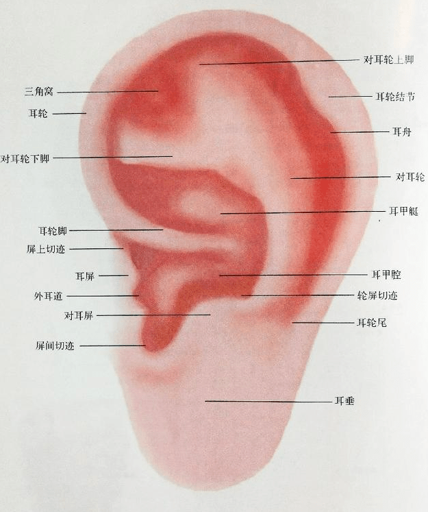 运用耳廓诊病耳诊高清耳图
