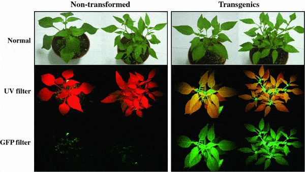转基因植物的gfp发光检测_荧光_蛋白_绿色