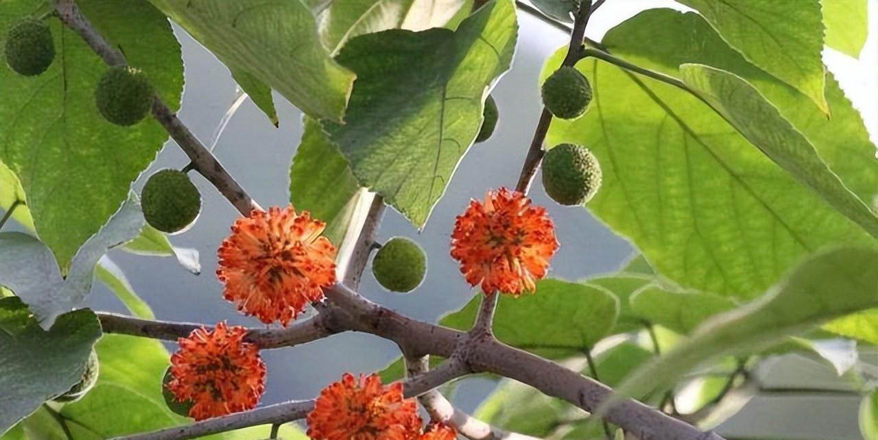 凡草木蓊郁处,必有构树-这种树真的没啥价值吗?_树种_造纸_饲料